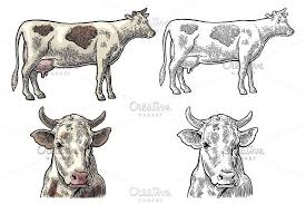 Cow Head And Figure Animal Illustration Cow Head Organic Graphic Design
