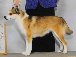 Image result for lundehund