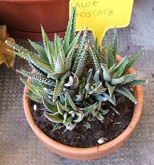 Image result for Aloe bicomitum
