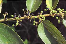 Image result for Trema sp A