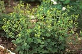 Image result for Alchemilla microbetula