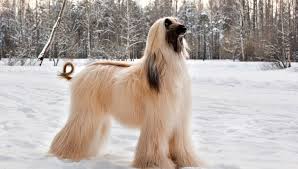 The long haired chihuahua is an ancient dog breed which has a big heart and is fiercely loyal to people and protectors of their pack. The 10 Most Expensive Dogs In The World Common Cents Mom