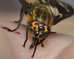 How To Catch Tabanids Horse Flies Using Live Hosts Nets Odour Baits Traps