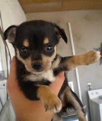 Pin By Dingo Rawhide Bones On Dingo S Goof Balls Funny Dog Memes Dog Memes Chihuahua