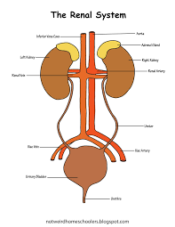 The Renal System Diagram Integumentary System Kids Worksheets Printables Systems Kids