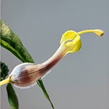 Image result for Ceropegia speciosa