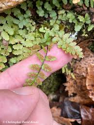 Image result for Asplenium goetzei