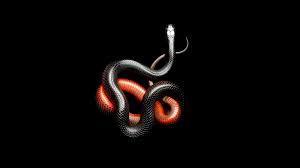 Red And Black Snakes Snake Black Dark Animals Mamba Black Background 1080p Wallpaper Hdw Snake Wallpaper Red And Black Snake Black Background Wallpaper