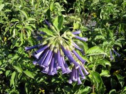 Image result for Iochroma cyaneum