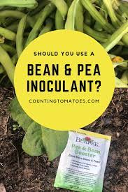 Inoculation of foxtail millet with two strains of azospirillum sp. Should You Use A Bean Pea Inoculant How A Soil Inoculant Works How To Use It And My Re Organic Gardening Tips Gardening Tips Vegetable Garden For Beginners
