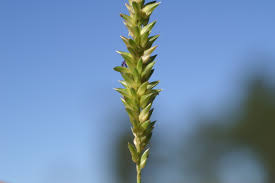 Image result for Sacciolepis africana