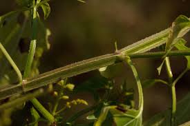 Image result for Basilicum polystachyon