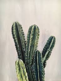 We have all kinds of agave as well as other cactuses and succulents plants and seeds. 190 Pistilo Gracia Ideas In 2021 Planting Flowers Self Watering Plants Potted Plants Outdoor