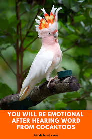 Types Of Birds You Can Have As Pets Talking Birds Pet Birds Types Of Pet Birds Pets