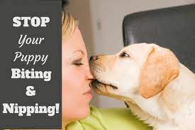 How To Stop A Puppy From Biting And Nipping