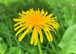 Flowers you dont want growing where they are are weeds. How To Permanently Kill Grass And Weeds With Salt Vinegar And Dawn Crafty Little Gnome