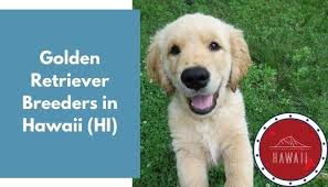 Moka is always up for new adventures; 23 Golden Retriever Breeders In Hawaii Hi Golden Retriever Puppies For Sale Animalfate