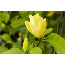Image result for magnolie sunsation