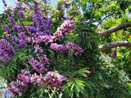 Image result for Millettia grandis