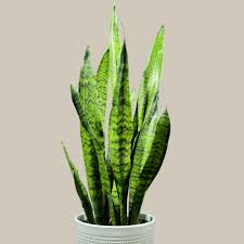 Image result for Sansevieria nilotica