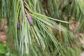 Image result for Pinaceae