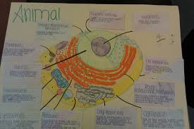 Cell Structure And Function Poster Ideas Google Search Cells Project Eukaryotic Cell Science Projects