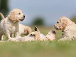 Große hunde brauchen länger bis sie geschlechtsreif werden als kleine hunde. Welpenerziehung Die Besten Tipps