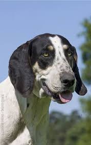 Black And White Hound Mix Dog Anglo French Hound Photo Francais Blanc Et Noir Great Anglo French White And Black Hound Rare Dogs Unique Dog Breeds Popular Dog Breeds