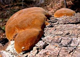 Image result for Phellinus pomaceus