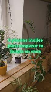 Image result for Epipremnum en casa
