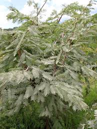 Image result for Brachystegia boehmii