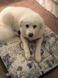 Nurse support for student reading improvement