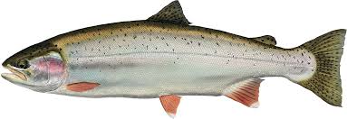 Picture Black And White Stock Salmon Png Image Background Trout Png Clipart Large Size Png Image Pikpng Sushi food fish seafood meal delicious eat gerbera fresh salmon. trout png clipart