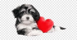 Havanese Kopek Yavrusu Firavun Hound Shih Tzu Sevgililer Gunu Boyali Kopek Png Pngegg