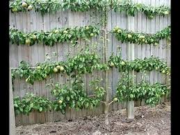 Maybe you would like to learn more about one of these? Tricks To Grow Fruit Trees In Small Spaces Youtube