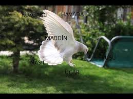 Ruzgarli Havada Mardin Kusu Nasil Ucar Youtube