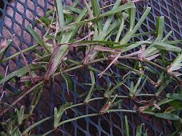 St augustine grass plugs first cut and pre emergent. Plantanswers Plant Answers Be Sure You Are Getting Floratam St Augustine Grass