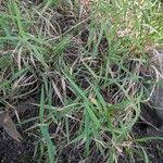 Image result for Lepturus repens