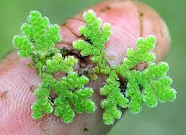 Image result for Azolla