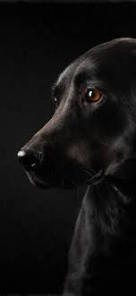 Hace unos días blizzard presentaba en el kit de prensa nuevo arte oficial de shadowlands. Fondo De Pantalla Negro Iphone Perro Negro Hocico Labrador Retriever Grupo Deportivo 32668 Wallpaperuse