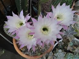 みんなの趣味の園芸