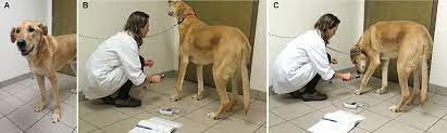 This is a common case in all those dogs that. Pain Characterization And Response To Palliative Care In Dogs With Naturally Occurring Appendicular Osteosarcoma An Open Label Clinical Trial