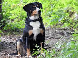 Ccho has uploaded 4354 photos to flickr. Entlebucher Sennenhunde