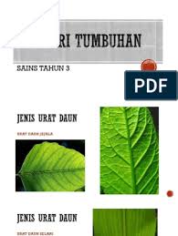 Berikut ini gejala asam urat: Ciri Ciri Tumbuhan