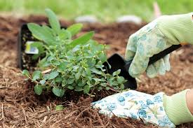 You can try repellents such as castor oil, which might work. Best Ways To Keep Animals Out Of Your Garden House Tipster