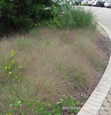 Image result for Eragrostis paradoxa