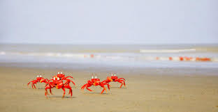 Image result for cox bazar sea beach big size pic
