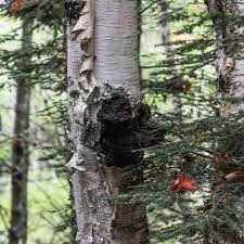 How to make lions mane mushroom tea. How To Make Lion S Mane Mushroom Tea The Guide Ways