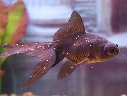 How To Treat Ich In Aquarium Fish Aquarium Fish Fish Freshwater Fish