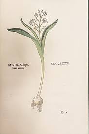 Image result for Scilla benguellensis